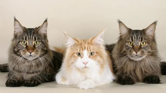 Maine Coon