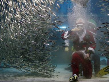 Penyelam mengenakan kostum Santa Claus, memberikan makanan kepada kumpulan ikan sarden saat melakukan aksi promosi untuk perayaan Natal, "Sardines Feeding Show with Santa Claus" di Aquarium Coex di Seoul, Korea Selatan, (17/12). (REUTERS/Kim Hong-Ji)