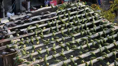 Burung-burung Parkit saat makan di rumah Joseph Sekar di Chennai, India, Jumat (17/3). Joseph Sekar telah memelihara sekitar 8000 burung parkit selama hampir 10 tahun. (AFP PHOTO / ARUN Sankar)