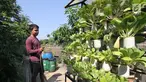 Warga menyirami tanamannya di Cikini, Jakarta, Jumat (29/9). Suku Dinas Ketahanan Pangan Kelautan dan Pertanian (KPKP) Jakarta Pusat menargetkan 16 urban farming atau pertanian kota tersebar di seluruh kecamatan. (Liputan6.com/Angga Yuniar)