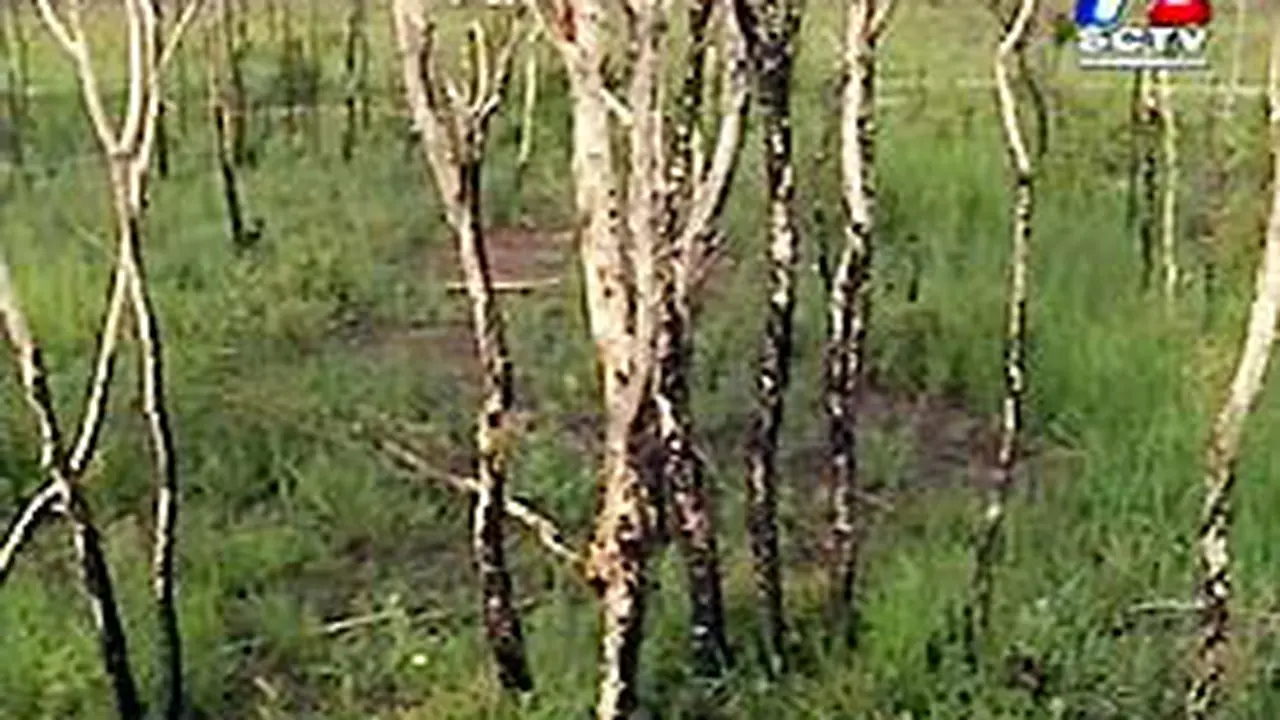 080303aKayu.jpg