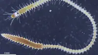 Cacing Laut Ini Ekornya Bisa Terlepas Demi Mencari Pasangan (Sumber: New Atlas)